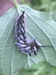 Apatelodes pudefacta