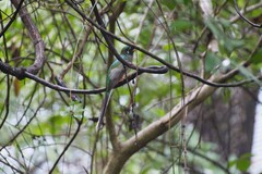 Trogon elegans