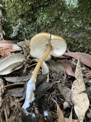 Entoloma formosum