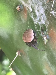 Araneus thaddeus