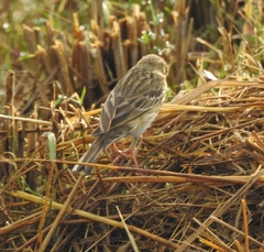 Anthus trivialis