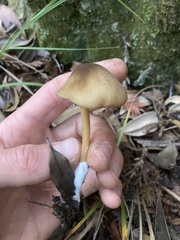 Entoloma formosum