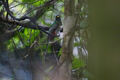 Trogon elegans