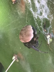 Araneus thaddeus