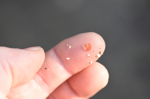 Frenulina sanguinolenta, 2022-05-13