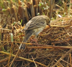 Anthus trivialis