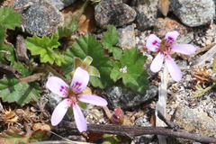 Pelargonium littorale