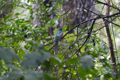 Trogon elegans