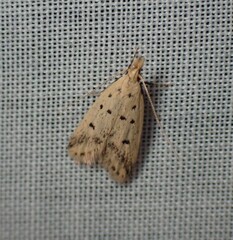 Atheropla decaspila
