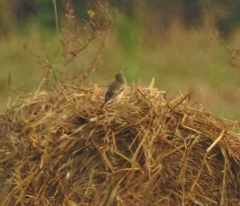 Saxicola maurus