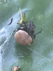 Araneus thaddeus