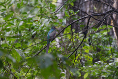 Trogon elegans