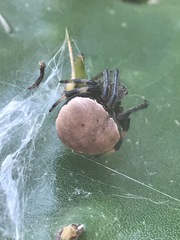 Araneus thaddeus