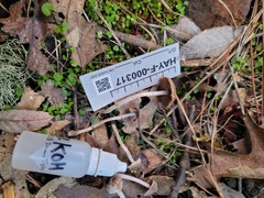Psathyrella frustulenta