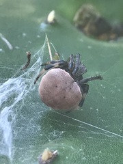 Araneus thaddeus