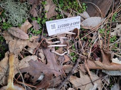 Psathyrella frustulenta