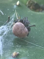 Araneus thaddeus
