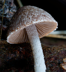 Psathyrella frustulenta