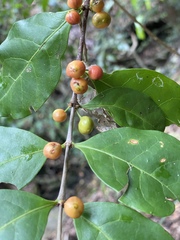 Cyclophyllum multiflorum