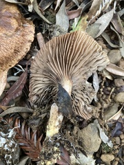 Gomphidius oregonensis