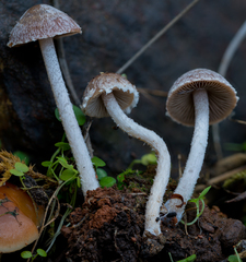 Psathyrella frustulenta
