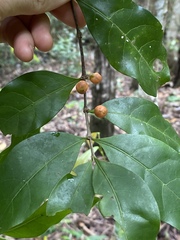 Cyclophyllum multiflorum