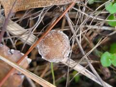 Psathyrella frustulenta