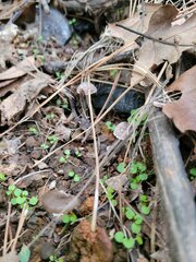 Psathyrella frustulenta