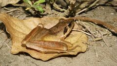 Rana longicrus