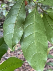 Cyclophyllum multiflorum