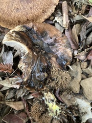 Gomphidius oregonensis