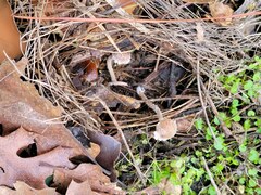 Psathyrella frustulenta