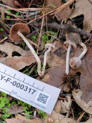 Psathyrella frustulenta