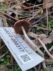 Psathyrella frustulenta