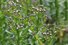 Ixodia achillaeoides