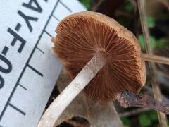Psathyrella frustulenta