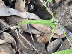 Aristolochia thozetii