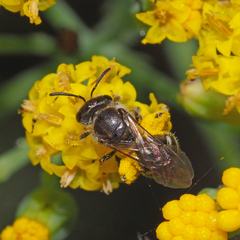 Chilalictus