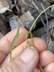Aristolochia thozetii