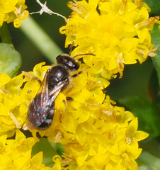 Chilalictus