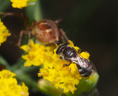 Chilalictus