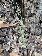 Aristolochia thozetii