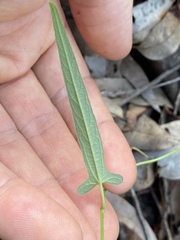 Aristolochia thozetii