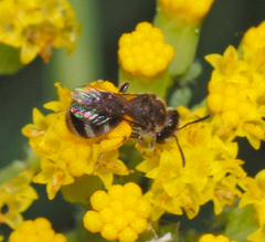 Chilalictus