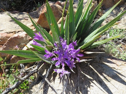 Image of Babiana dregei by (c) linkie, some rights reserved (CC BY)
