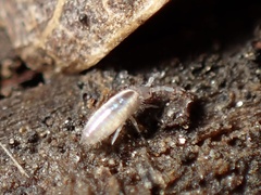 Entomobryidae