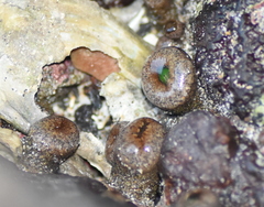Palythoa