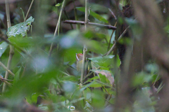 Basileuterus delattrii