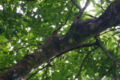 Dendrocolaptes sanctithomae