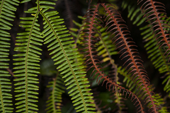 Gleicheniaceae